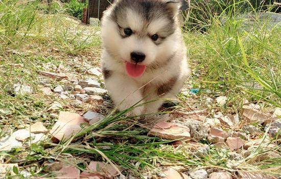 哈士奇吃什么主食比较好-派特超人-宠物