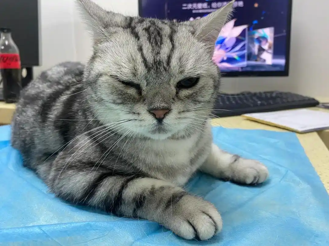 猫哮喘治疗策略_猫咪咳嗽原因_猫咪咳嗽像卡毛可能是哮喘发作