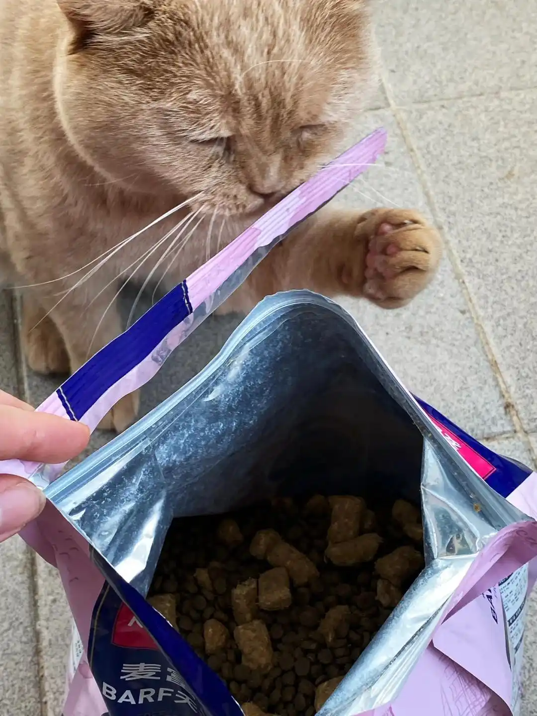 猫哮喘治疗策略_猫咪咳嗽原因_猫咪咳嗽像卡毛可能是哮喘发作