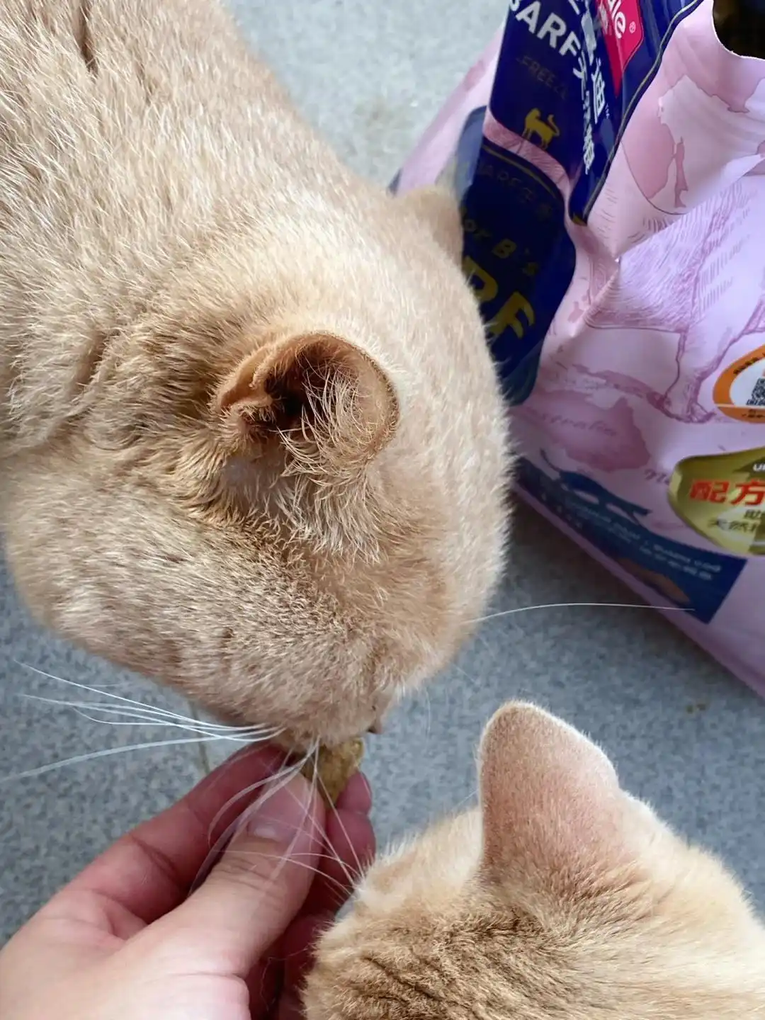 猫咪咳嗽像卡毛可能是哮喘发作_猫咪咳嗽原因_猫哮喘治疗策略