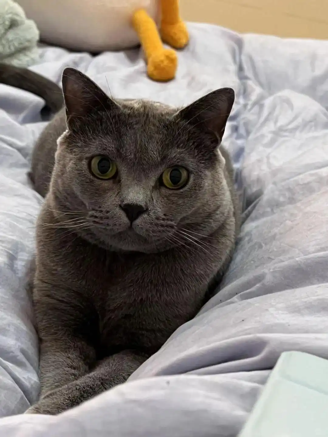 猫哮喘治疗策略_猫咪咳嗽原因_猫咪咳嗽像卡毛可能是哮喘发作