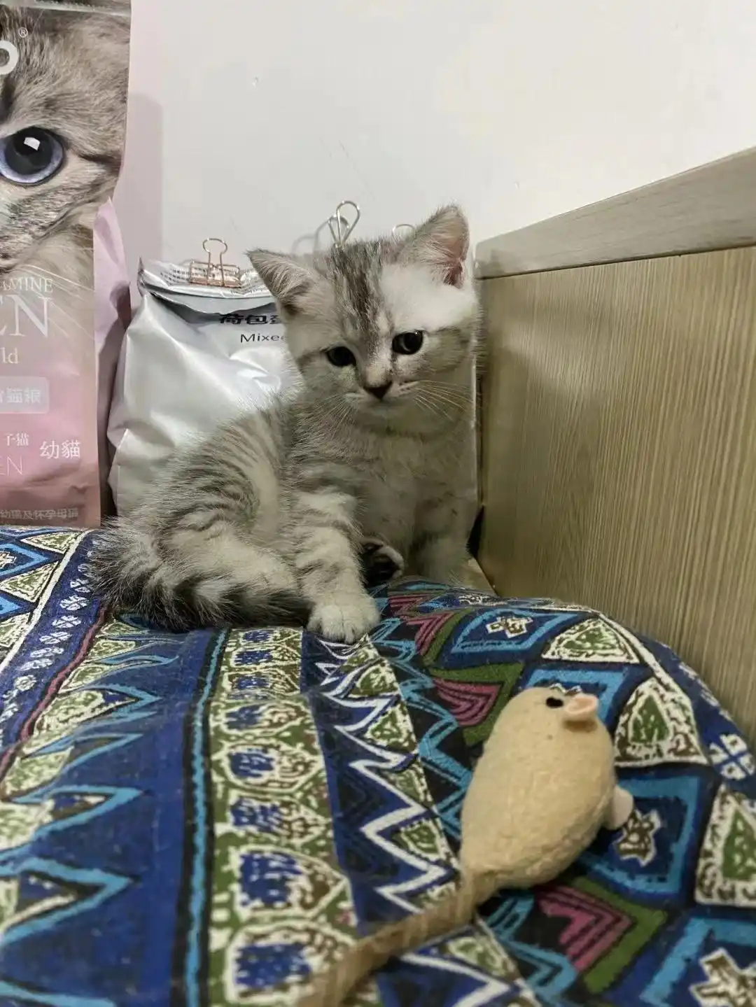 猫哮喘治疗策略_猫咪咳嗽像卡毛可能是哮喘发作_猫咪咳嗽原因