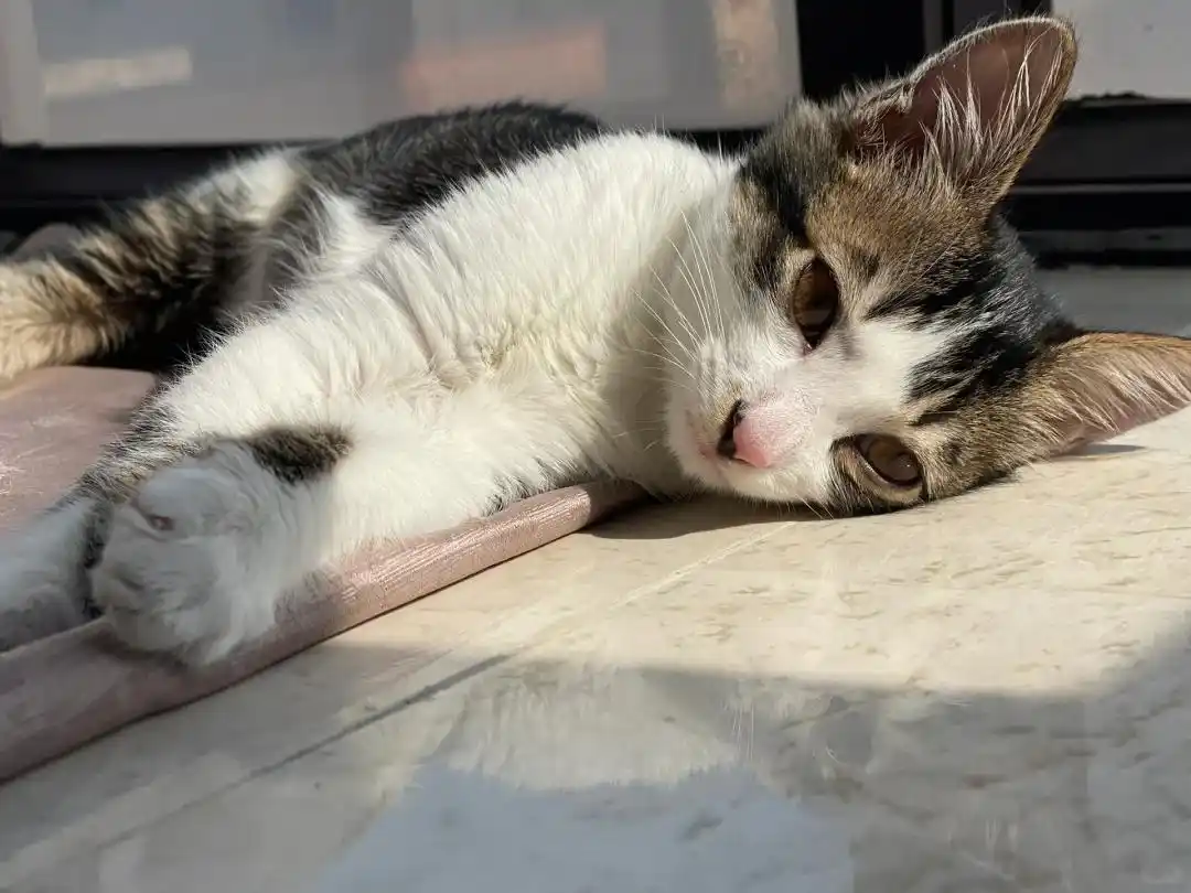 猫咪咳嗽原因_猫哮喘治疗策略_猫咪咳嗽像卡毛可能是哮喘发作