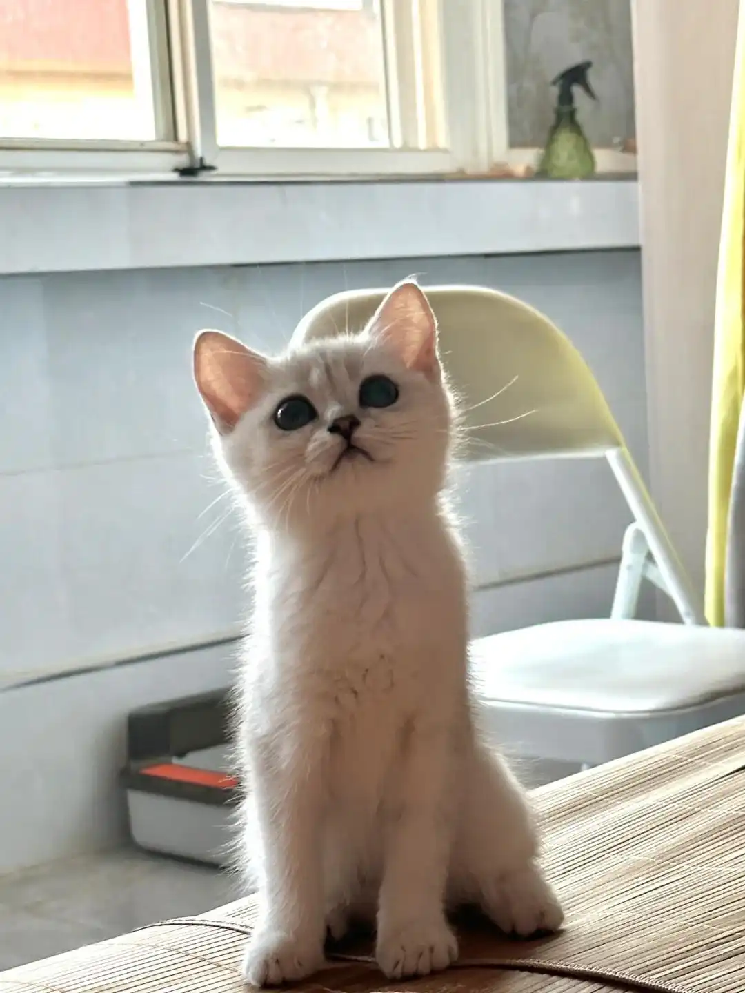 猫咪咳嗽原因_猫哮喘治疗策略_猫咪咳嗽像卡毛可能是哮喘发作