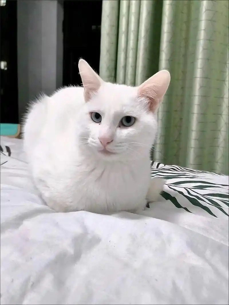 猫咪咳嗽像卡毛可能是哮喘发作_猫咪咳嗽原因_猫哮喘治疗策略