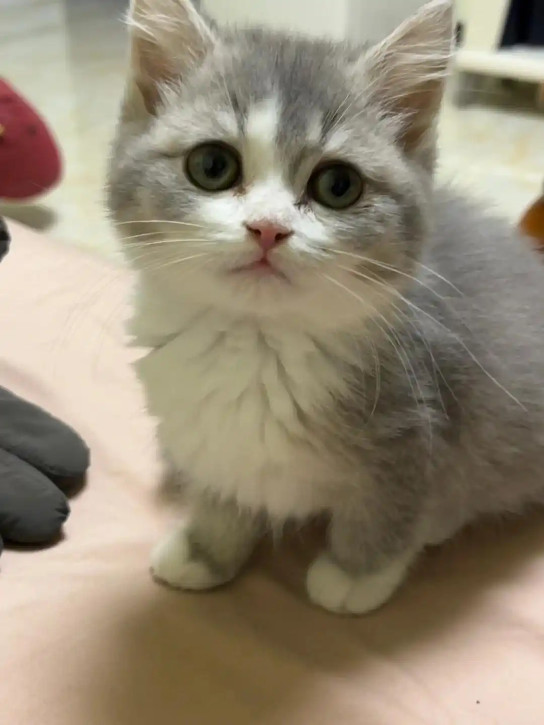 猫哮喘治疗策略_猫咪咳嗽原因_猫咪咳嗽像卡毛可能是哮喘发作
