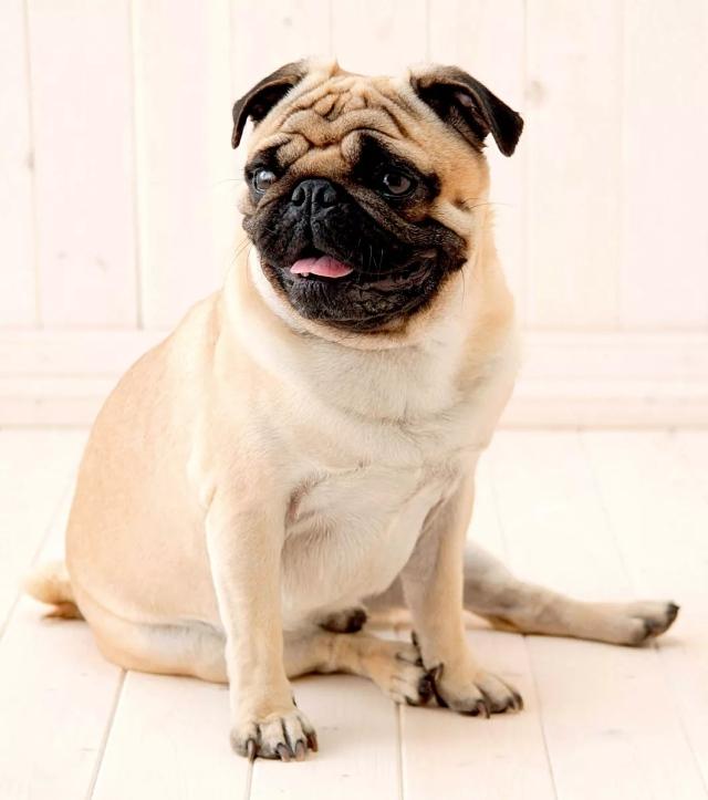 秋季宠物容易忽略的健康隐患_巴哥犬喂养要点_巴哥犬健康问题