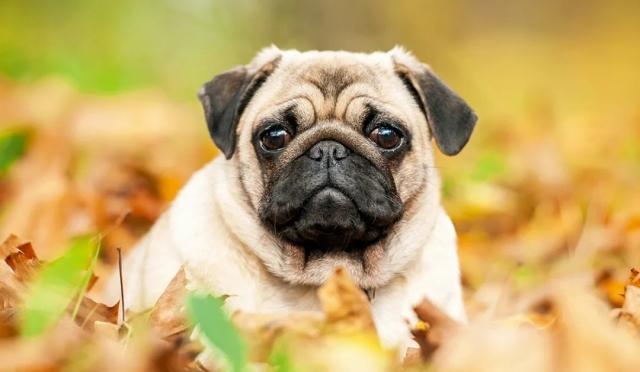 巴哥犬健康问题_秋季宠物容易忽略的健康隐患_巴哥犬喂养要点