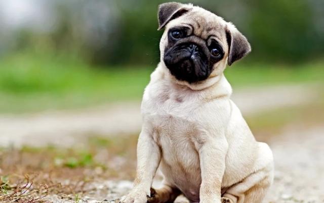 秋季宠物容易忽略的健康隐患_巴哥犬健康问题_巴哥犬喂养要点