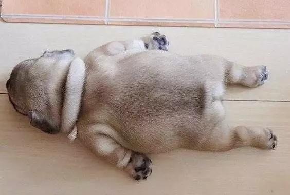 巴哥犬健康问题_巴哥犬喂养要点_秋季宠物容易忽略的健康隐患