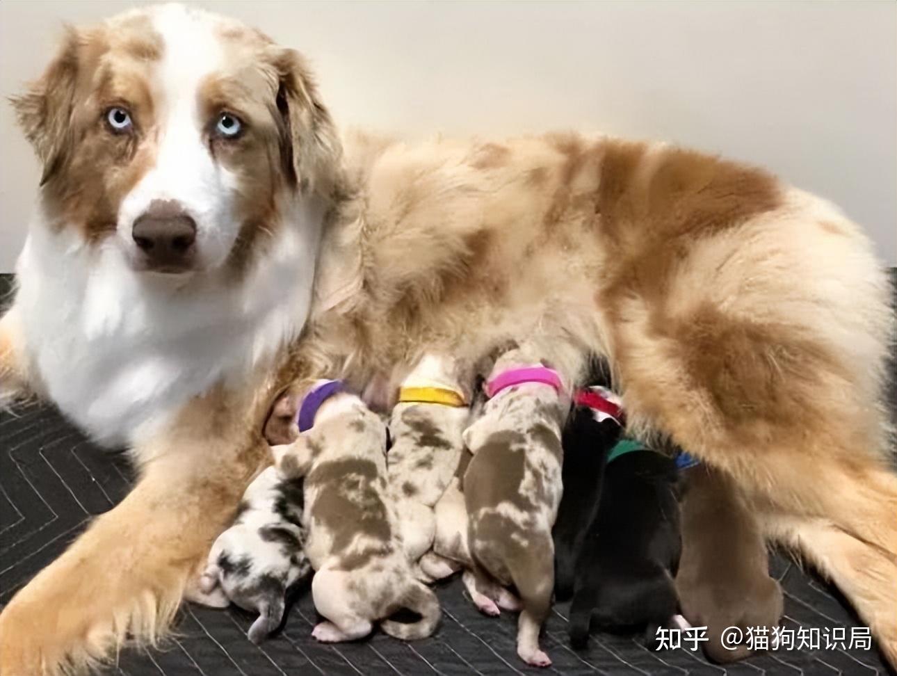 狗狗不同年龄阶段照顾方法_幼犬期饲养要点_狗狗颈部皮炎？项圈摩擦和过敏