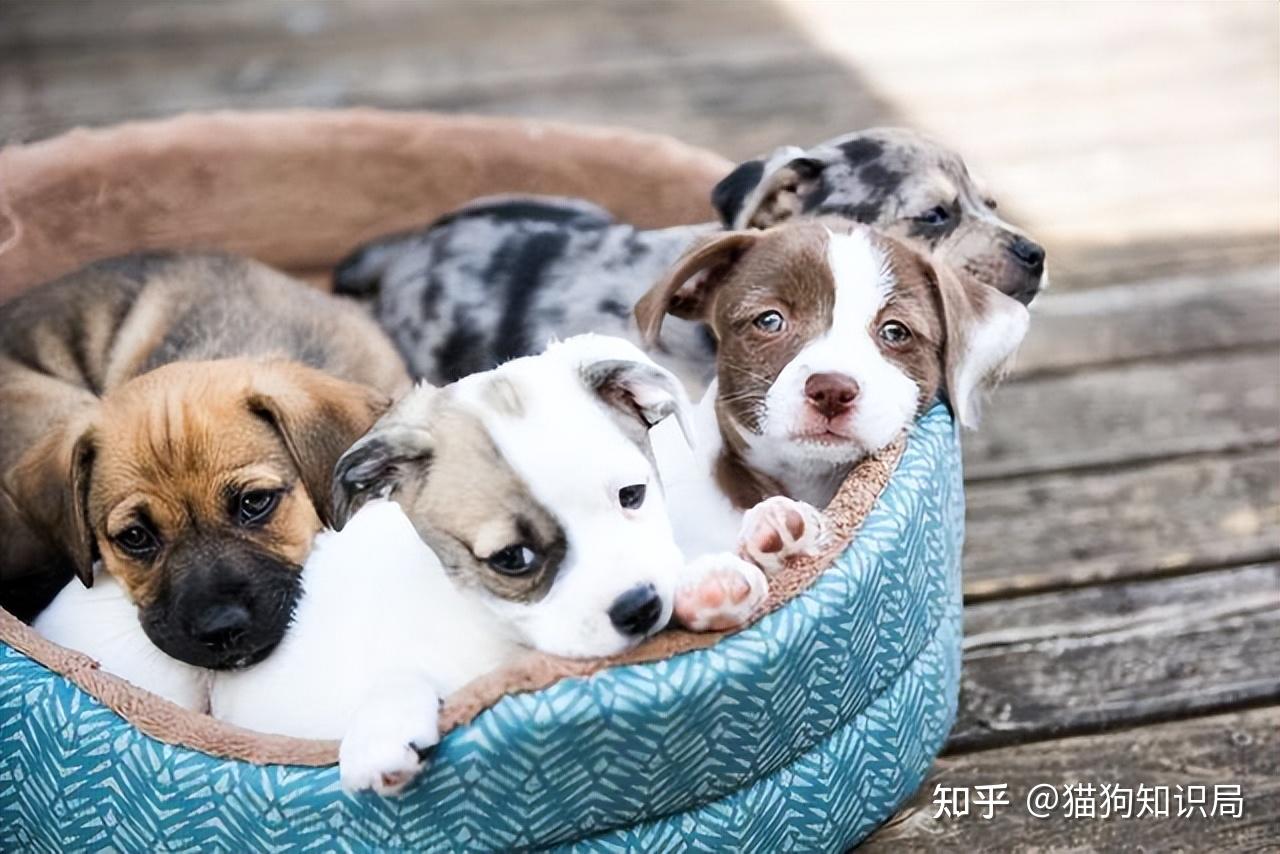 幼犬期饲养要点_狗狗颈部皮炎？项圈摩擦和过敏_狗狗不同年龄阶段照顾方法