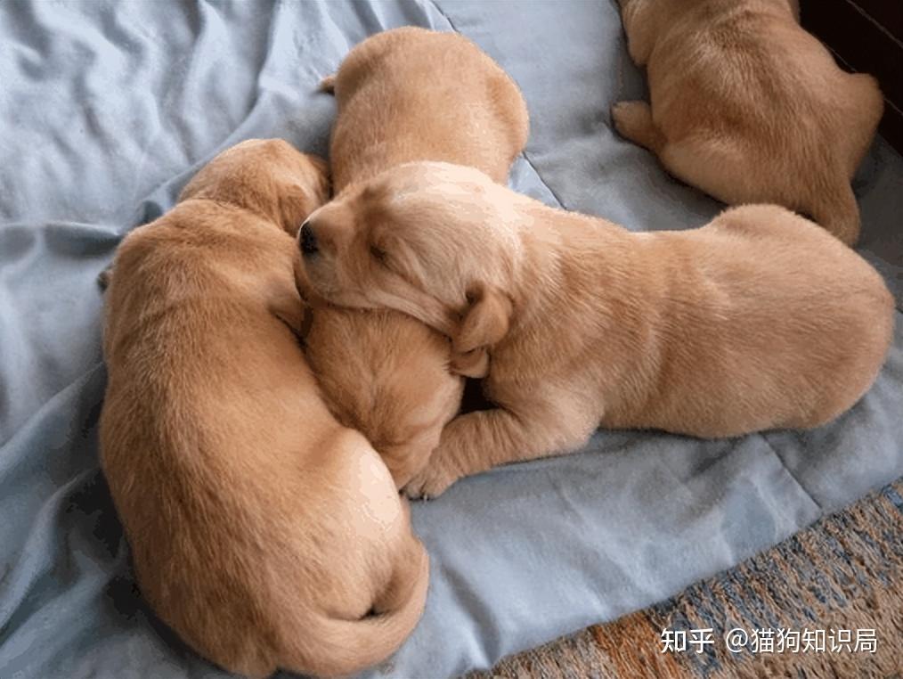 狗狗不同年龄阶段照顾方法_幼犬期饲养要点_狗狗颈部皮炎？项圈摩擦和过敏