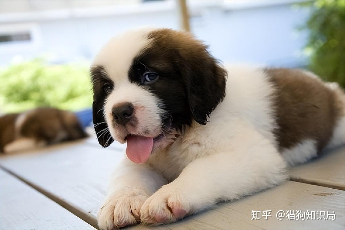 幼犬期饲养要点_狗狗颈部皮炎？项圈摩擦和过敏_狗狗不同年龄阶段照顾方法