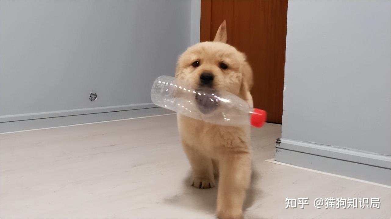 狗狗颈部皮炎？项圈摩擦和过敏_幼犬期饲养要点_狗狗不同年龄阶段照顾方法