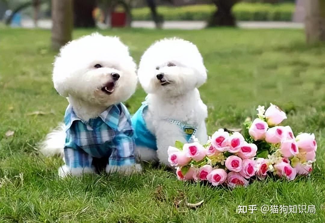 狗狗颈部皮炎？项圈摩擦和过敏_狗狗不同年龄阶段照顾方法_幼犬期饲养要点