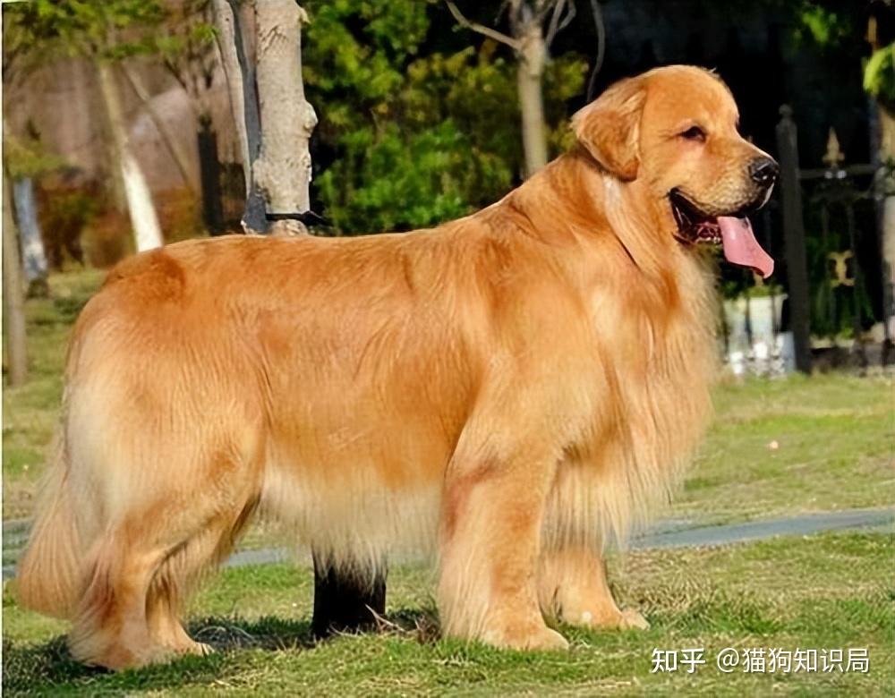 狗狗颈部皮炎？项圈摩擦和过敏_幼犬期饲养要点_狗狗不同年龄阶段照顾方法