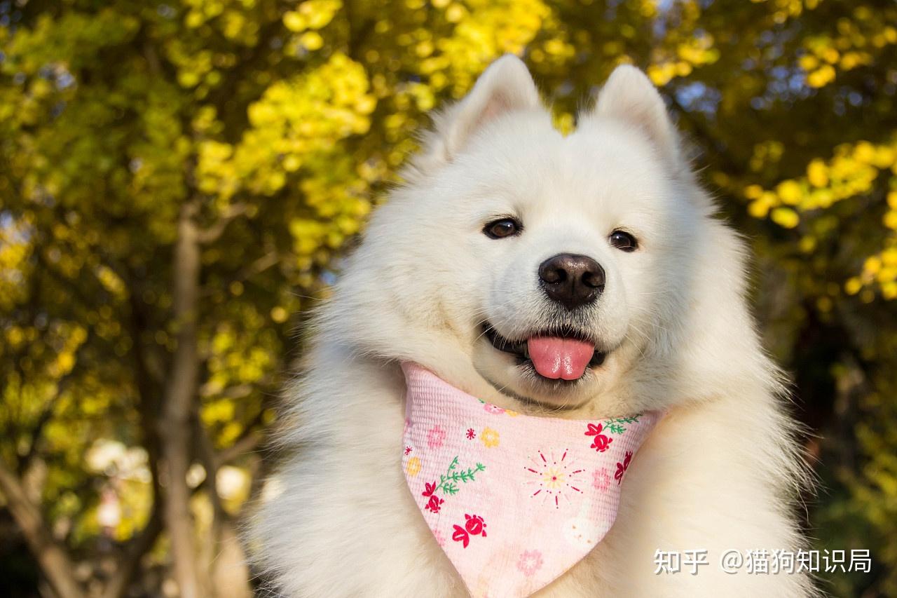 狗狗不同年龄阶段照顾方法_狗狗颈部皮炎？项圈摩擦和过敏_幼犬期饲养要点