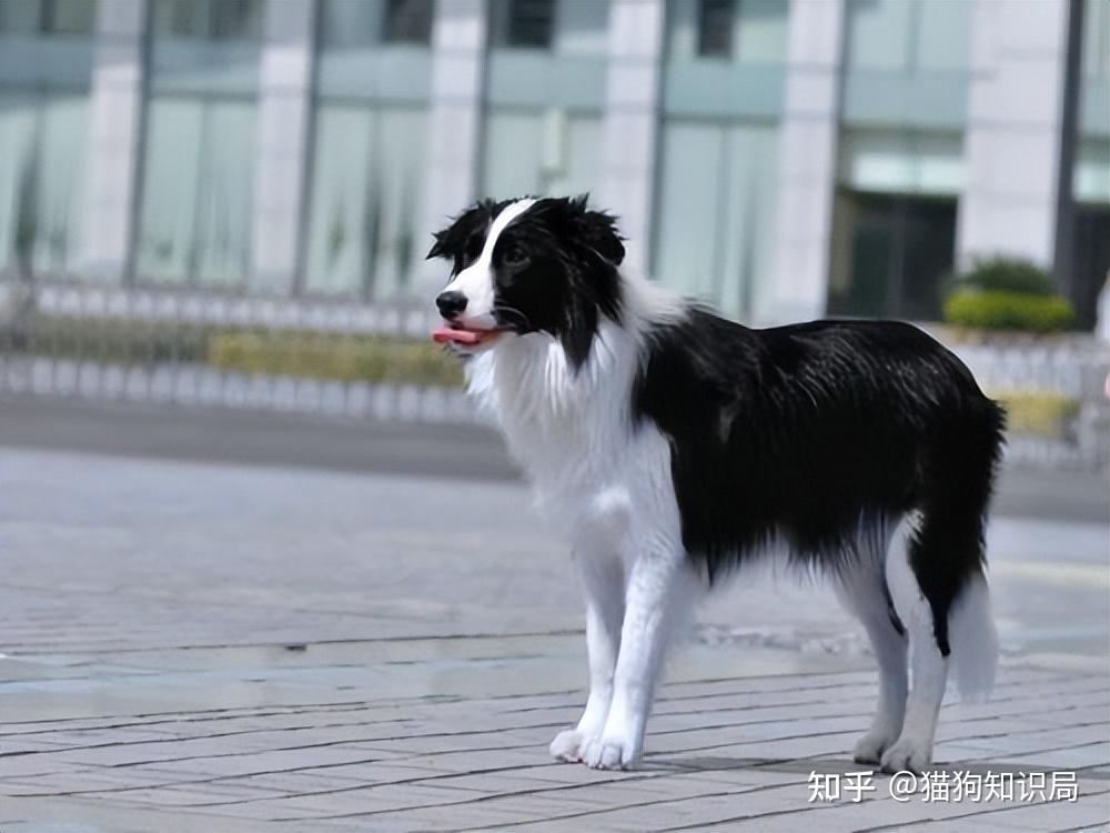 狗狗不同年龄阶段照顾方法_狗狗颈部皮炎？项圈摩擦和过敏_幼犬期饲养要点