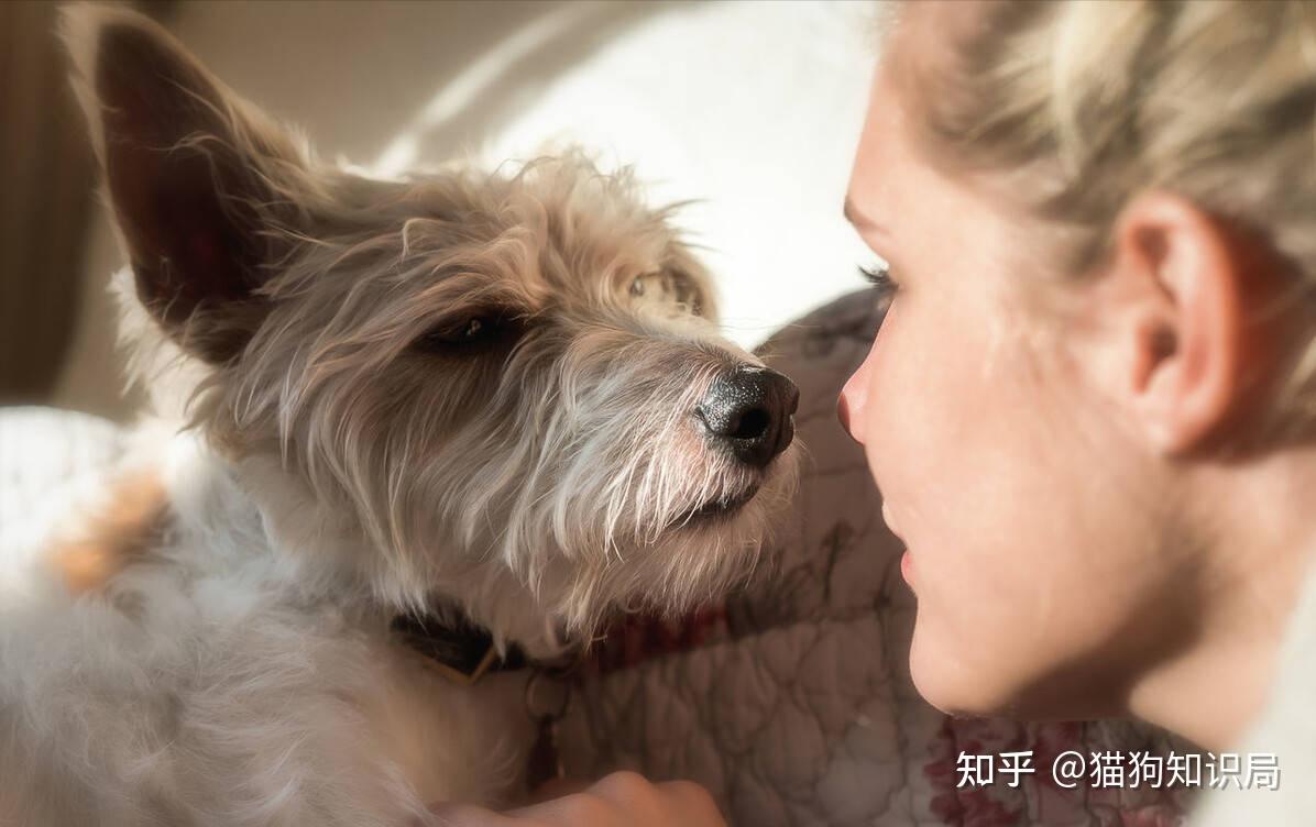 狗狗颈部皮炎？项圈摩擦和过敏_狗狗不同年龄阶段照顾方法_幼犬期饲养要点