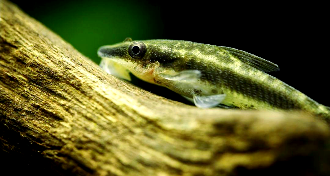 多种生物联手,打造鱼缸里的和平守护者——除藻大军-派特超人-宠物