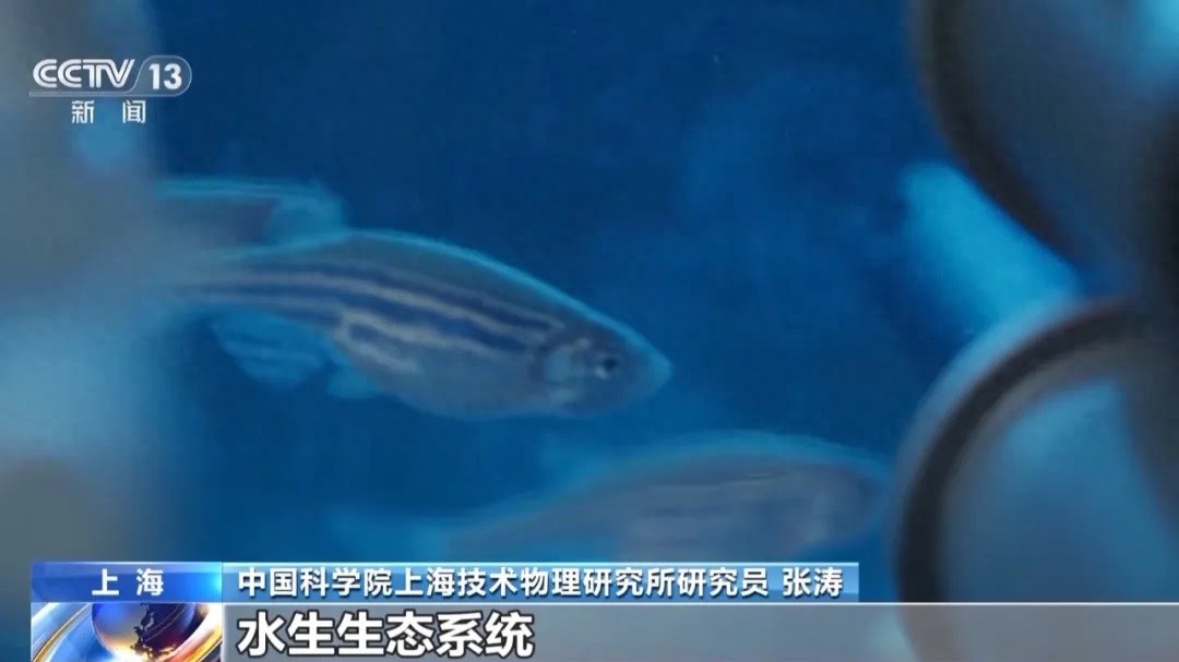 如何打造会呼吸的生态鱼缸_太空斑马鱼养殖_空间站水生生态研究