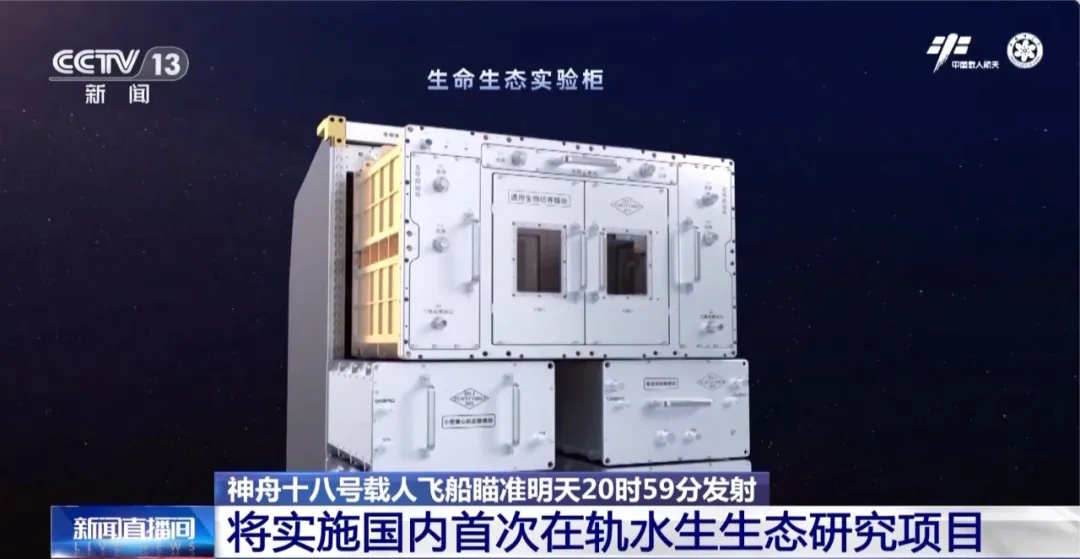太空斑马鱼养殖_如何打造会呼吸的生态鱼缸_空间站水生生态研究