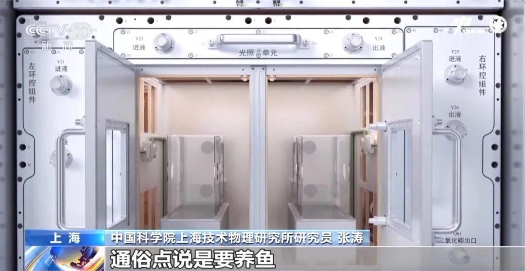 太空斑马鱼养殖_如何打造会呼吸的生态鱼缸_空间站水生生态研究