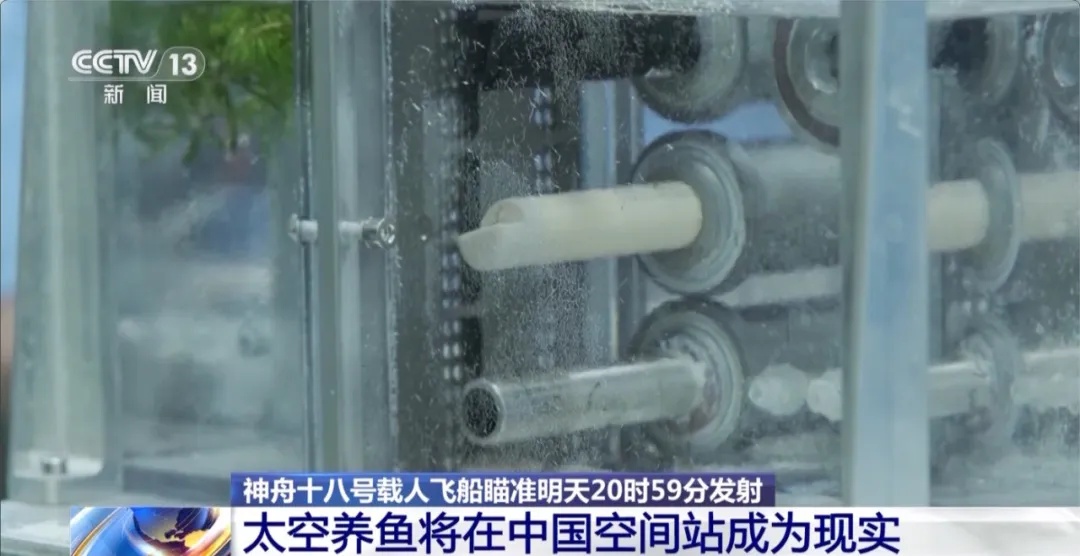 空间站水生生态研究_太空斑马鱼养殖_如何打造会呼吸的生态鱼缸
