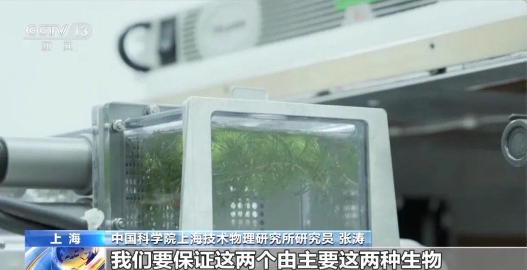 太空斑马鱼养殖_如何打造会呼吸的生态鱼缸_空间站水生生态研究