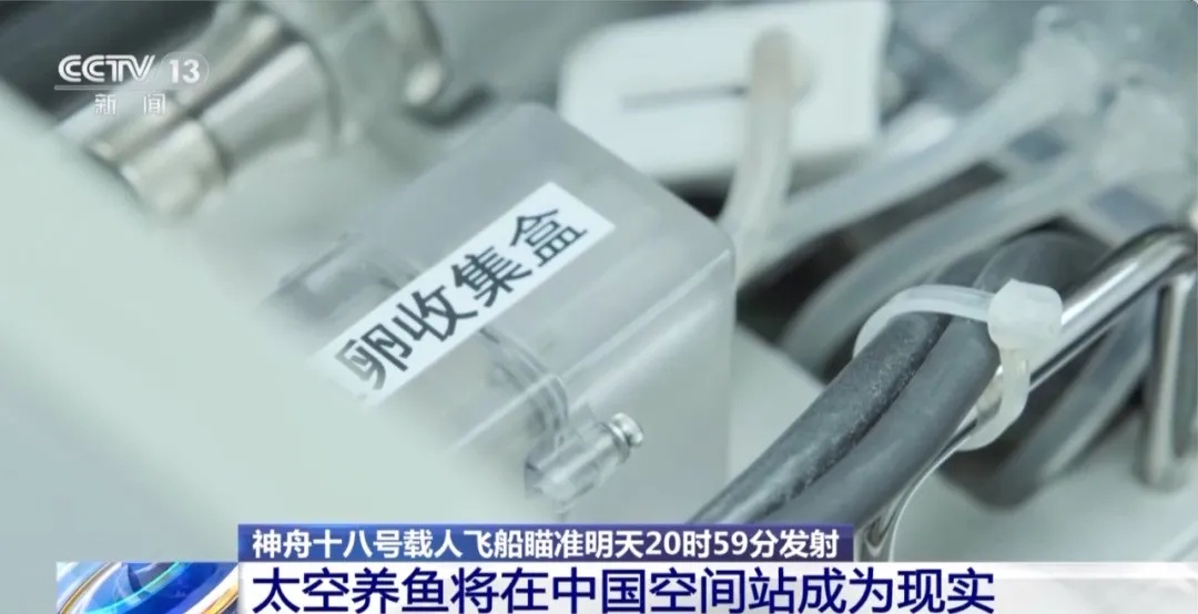 太空斑马鱼养殖_空间站水生生态研究_如何打造会呼吸的生态鱼缸