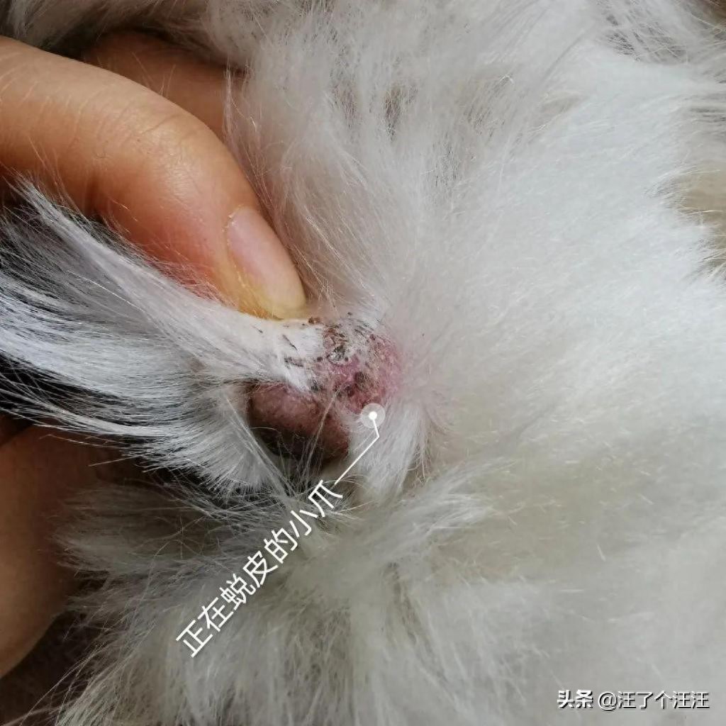 狗狗脚掌脱皮原因_狗狗耳朵脱皮？皮肤病和过敏反应_狗狗脚掌护理方法