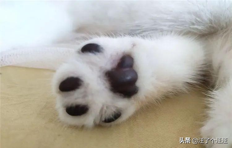 狗狗脚掌护理方法_狗狗耳朵脱皮？皮肤病和过敏反应_狗狗脚掌脱皮原因