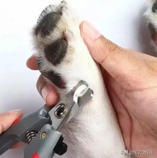 狗狗脚掌脱皮原因_狗狗脚掌护理方法_狗狗耳朵脱皮？皮肤病和过敏反应