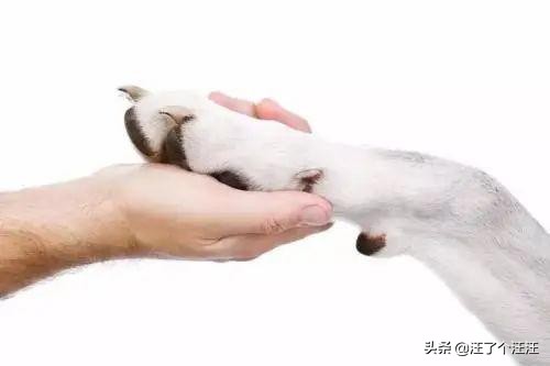 狗狗脚掌护理方法_狗狗脚掌脱皮原因_狗狗耳朵脱皮？皮肤病和过敏反应