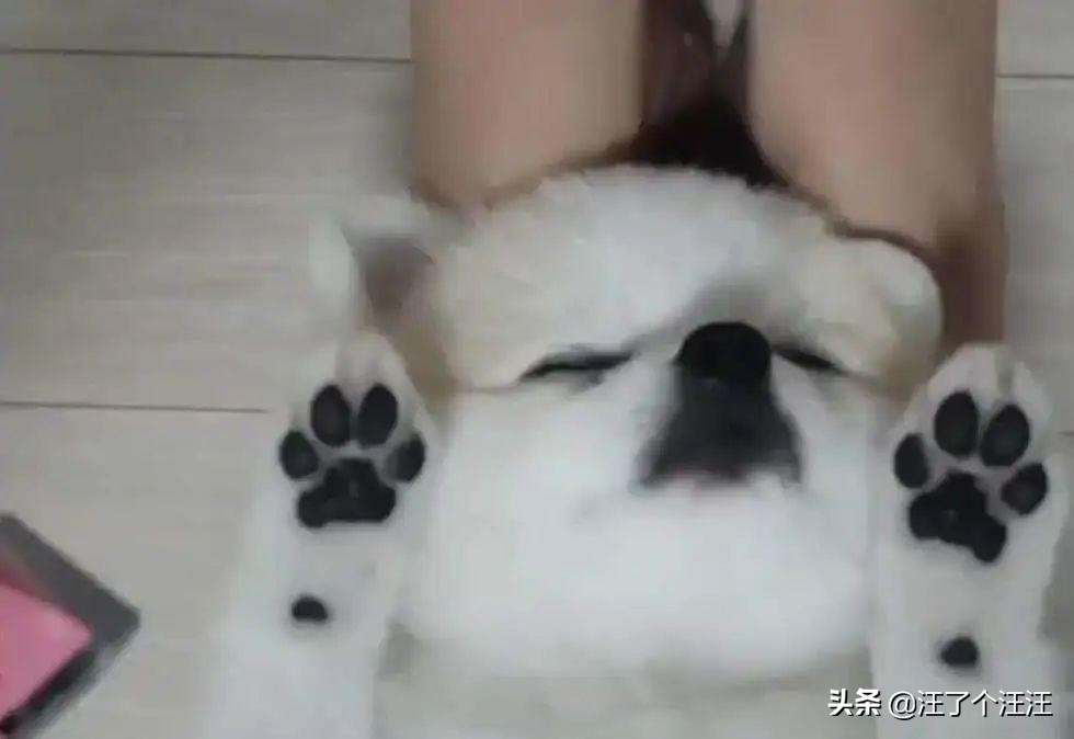 狗狗脚掌脱皮原因_狗狗耳朵脱皮？皮肤病和过敏反应_狗狗脚掌护理方法