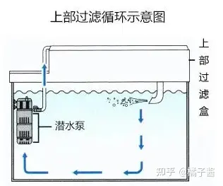 鱼缸绿藻泛滥引起的鱼病_鱼缸挑选技巧_高性价比鱼缸推荐
