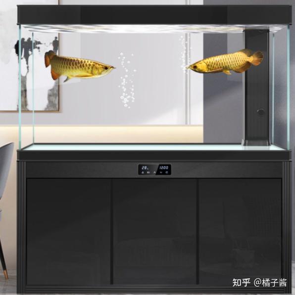 鱼缸挑选技巧_高性价比鱼缸推荐_鱼缸绿藻泛滥引起的鱼病