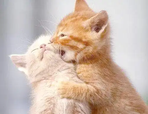 如何为猫猫吹干毛发以确保健康-派特超人-宠物