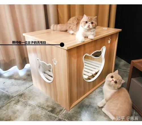 怎样让猫洗完澡之后弄干?-派特超人-宠物