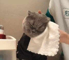 猫咪吹风机替代品_猫咪洗澡后的快速吹干方法_猫咪烘干机优点缺点