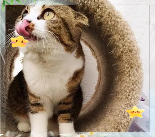 猫咪黑下巴的有效处理与预防方法详解-派特超人-宠物