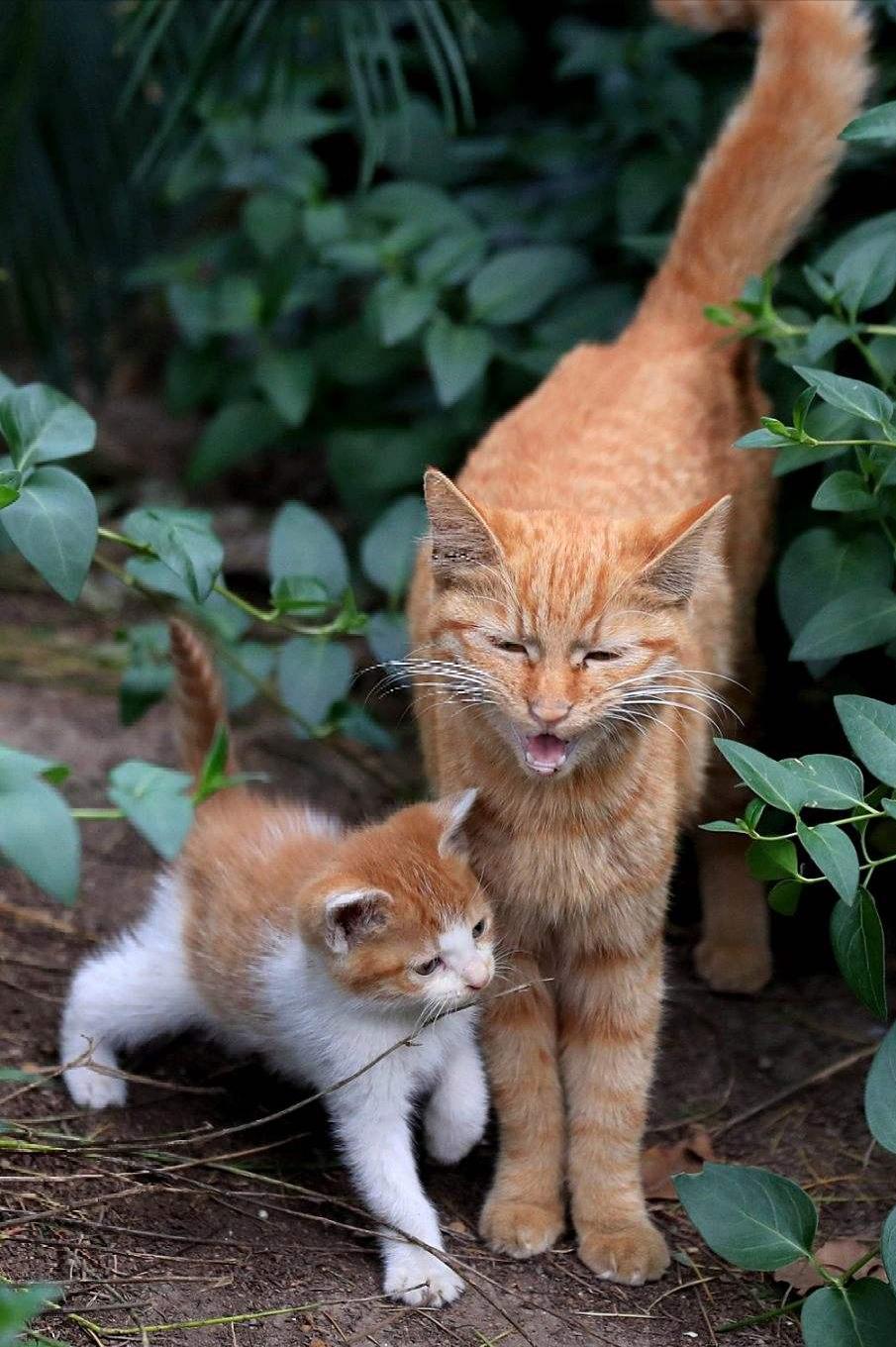 世界之大无奇不有,母猫产后,为何会“吃掉”幼崽?-派特超人-宠物