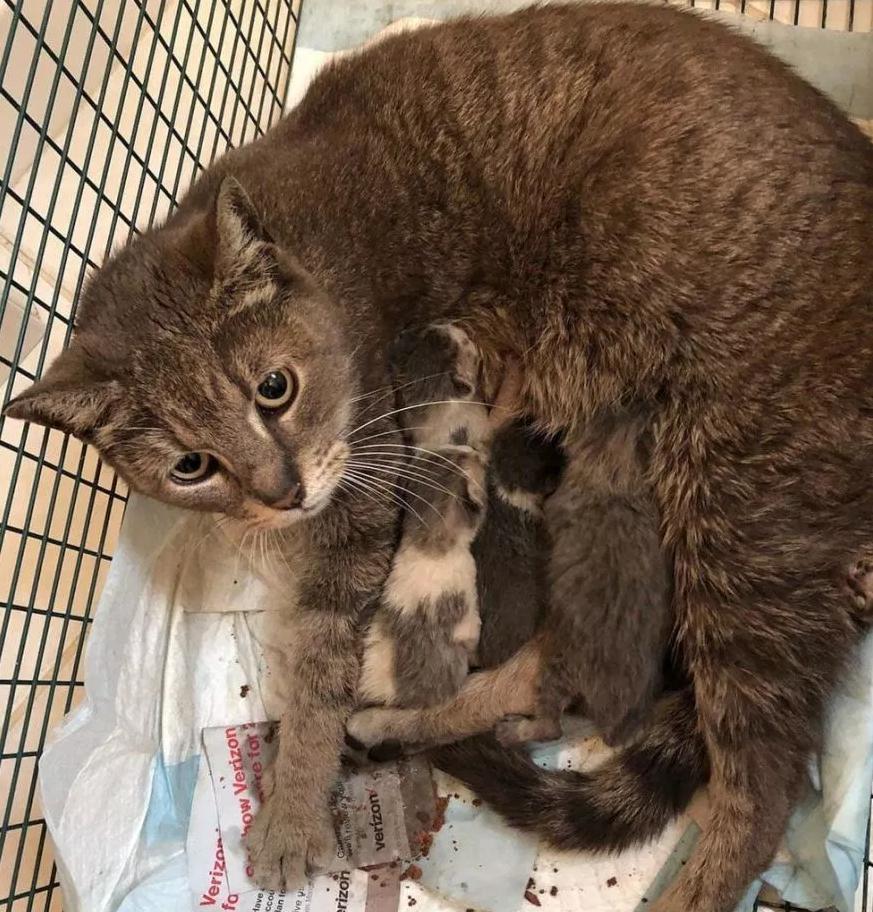 猫咪产后护理要点：母猫和小猫健康指南_母猫吃掉幼崽原因_产后抑郁猫妈妈