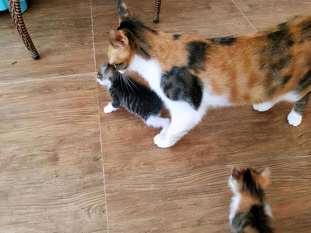 猫咪产后护理要点：母猫和小猫健康指南_母猫吃掉幼崽原因_产后抑郁猫妈妈