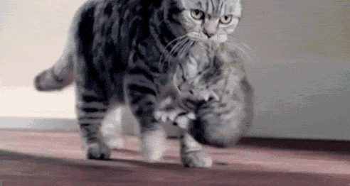 猫咪产后护理要点：母猫和小猫健康指南_母猫吃掉幼崽原因_产后抑郁猫妈妈