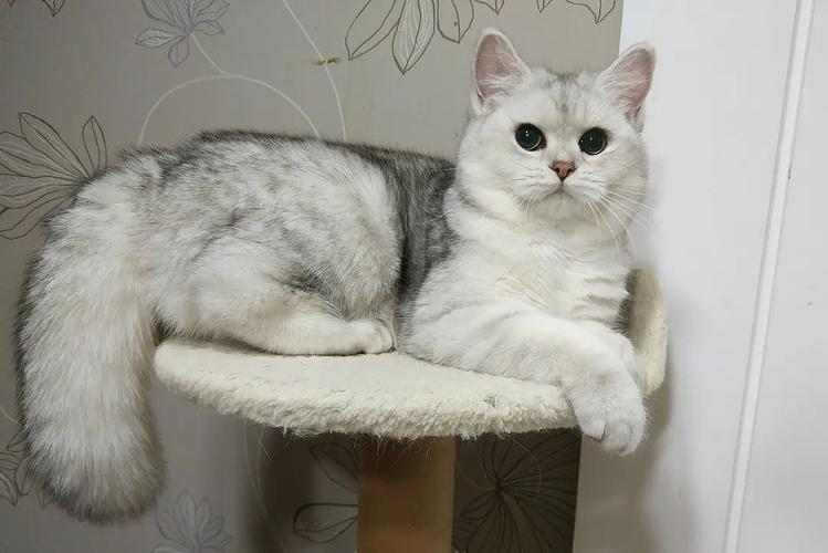 母猫吃掉幼崽原因_产后抑郁猫妈妈_猫咪产后护理要点：母猫和小猫健康指南