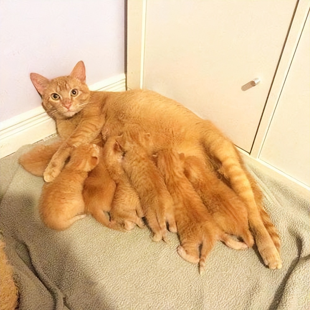 猫咪产后护理要点：母猫和小猫健康指南_产后抑郁猫妈妈_母猫吃掉幼崽原因