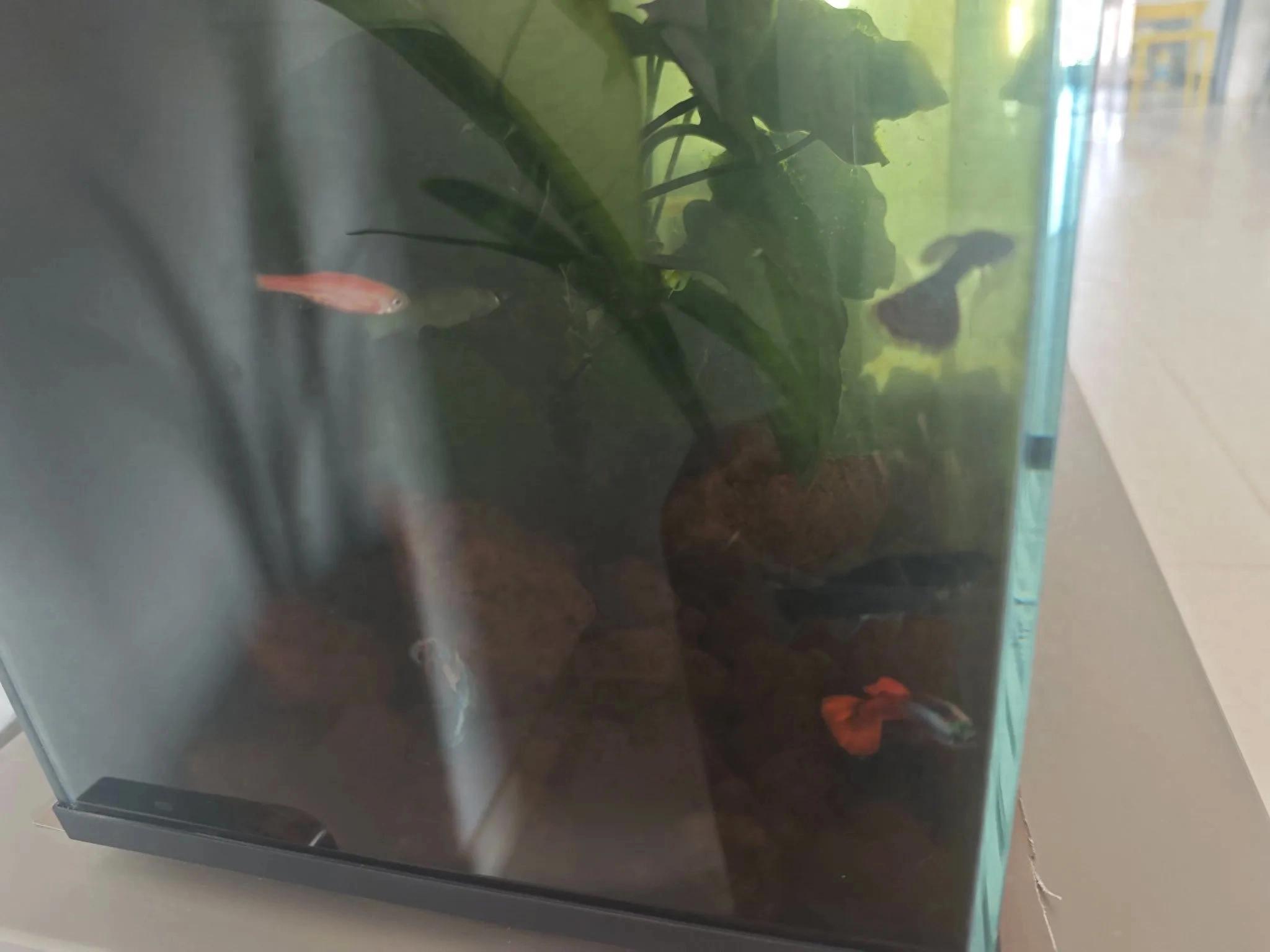 鱼缸水质自由革命!安装净水器后,养鱼人终于告别自来水困扰-派特超人-宠物