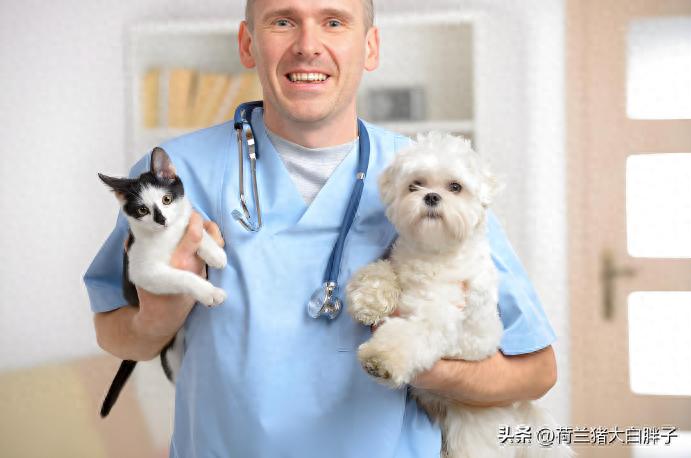 怎样知道宠物身上是否有寄生虫呢?-派特超人-宠物